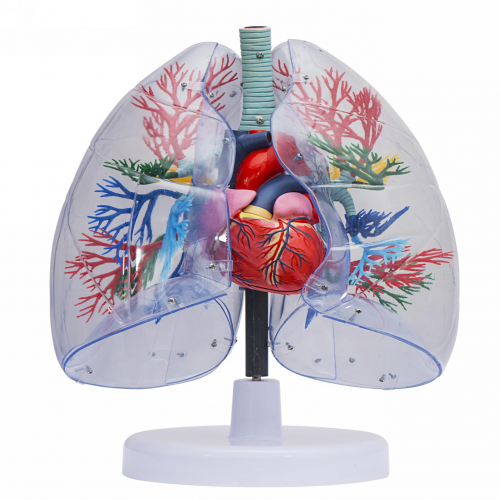 透明肺、氣管、支氣管連心臟模型